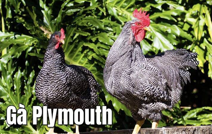 à Plymouth là một chiến kê tây nhập, được thuần hoá và nuôi dưỡng tại Việt Nam