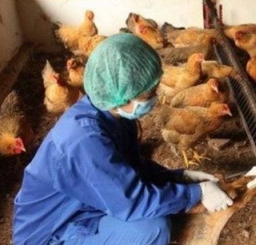 Tiêm vắc xin cho gà để phòng bệnh tốt