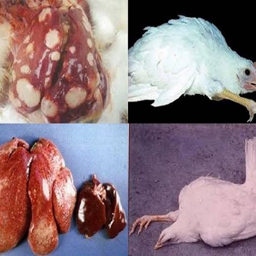 Bệnh Gumboro ảnh hưởng tới sâu trọng nội tạng của gà bệnh