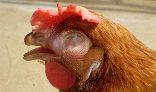 Gà mắc bệnh hen có thể gây mù mắt