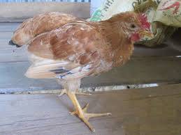 Biểu hiện của gà bị thiếu vitamin