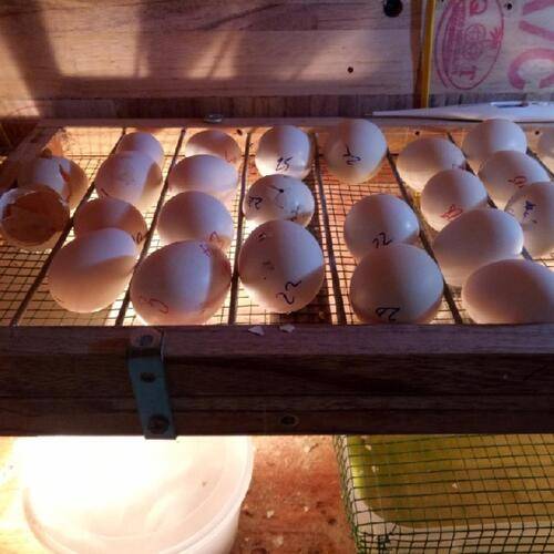 Cần phân loại trứng trước khi đem ấp bằng máy