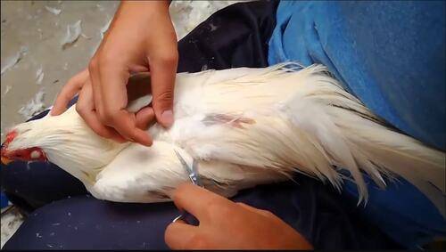 Tại sao phải cắt tỉa lông cho chú gà chọi của mình?