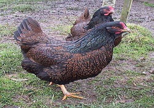 Giống gà lấy thịt thuộc dòng Barnevelder có xuất xứ từ Hà Lan