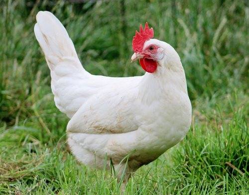 Tổng quan thông tin về giống gà Ai Cập