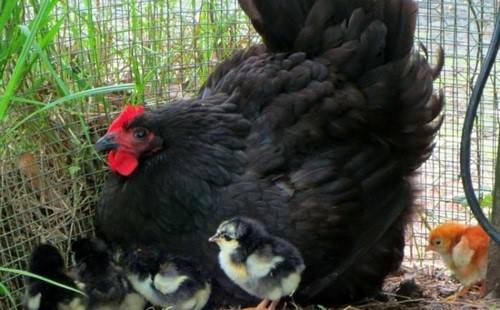 Giống gà được đánh giá cao nhờ khả năng cho trứng