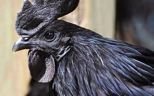 Giống gà có màu lông đen tuyền lạ mắt