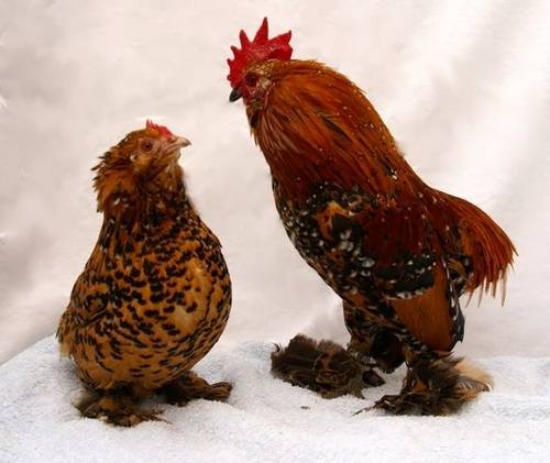 Giống gà Barbu d'Everberg có nguồn gốc tại Bỉ