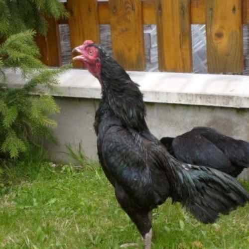 Giống gà Gà Bojovnice tuzo của châu Âu 