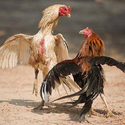 Tinh thần chiến đấu của gà chiến Peru lai