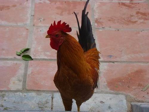 Giống gà này thuộc giống gà nội địa Việt Nam