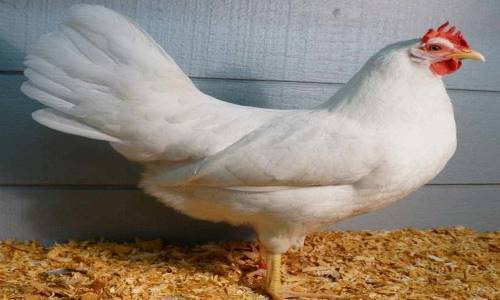 Gà Lơ go được mệnh danh là một trong những dòng gà siêu trứng