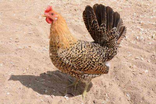 Giống gà này có xuất xứ từ đảo Sicilia