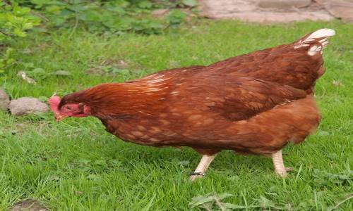 Giống gà tam hoàng có những đặc điểm nổi bật gì?