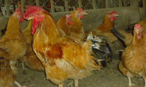 Một số kỹ thuật hiệu quả thường dùng để chăm sóc gà con