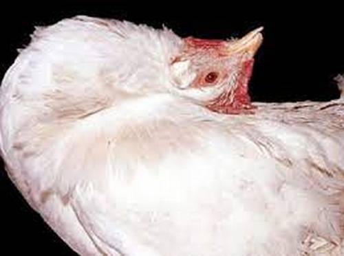 Thiếu vitamin A ảnh hưởng trực tiếp đến hệ tiêu hóa của gà