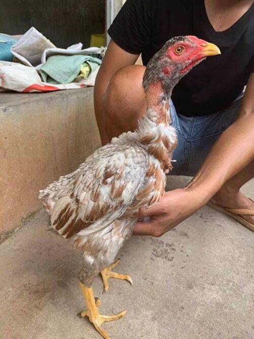 Cần nắm rõ thời điểm thay lông của gà để có thể chăm sóc một cách tốt nhất