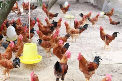 Thức ăn tự trộn sẽ giúp gà phát triển toàn diện