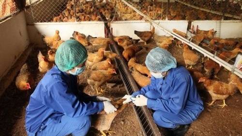 Hướng dẫn tiêm vacxin hiệu quả nhất cho gà con