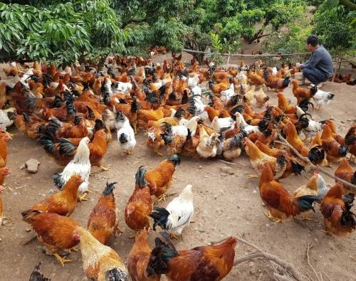 Trang trại gà chọi với số lượng nuôi khủng 