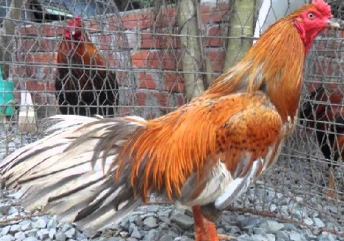 Giống gà có chỗ đứng nhất định tại thị trường gà Việt Nam