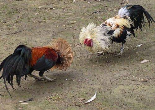 Trại gà chọi tại Cao Lãnh có các chú gà thiện chiến