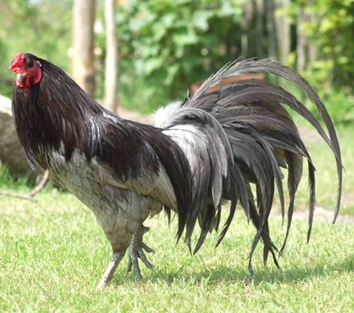 Giống gà của Hà Lan sở hữu cẳng chân trắng