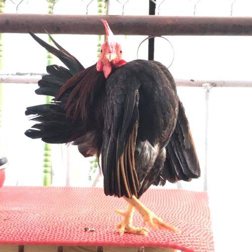 Gà Serama - Giống gà bé nhất thế giới 