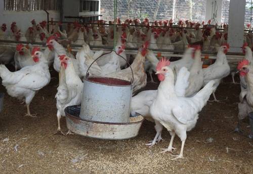 Tìm hiểu về các loại gà cho năng suất trứng cao nhất hiện tại