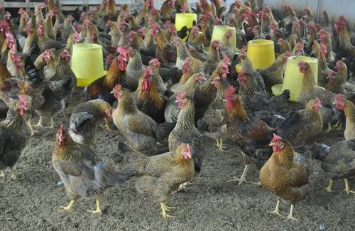Các giống gà đẻ trứng cho hiệu quả cao nhất hiện nay