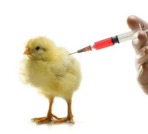 Tìm hiểu về các loại vacxin cho gà con cần thiết nhất hiện nay