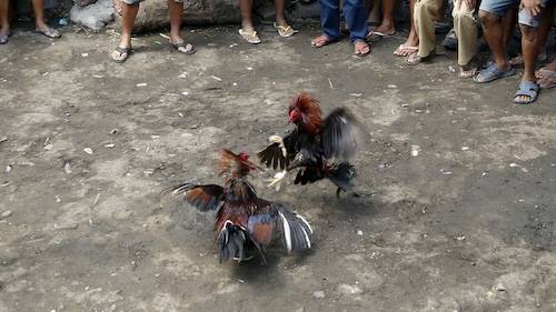                                   Trường đá gà tại Philippines