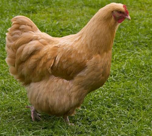 Thông tin về cách chăm sóc nuôi dưỡng giống gà orpington