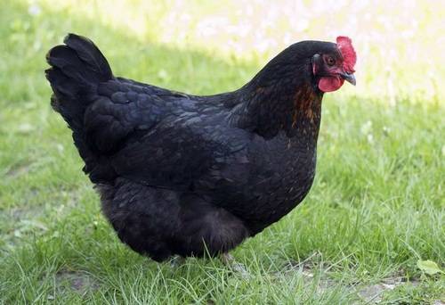 Thông tin về giống gà đặc biệt đến từ châu Mỹ