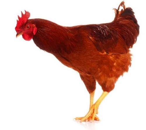 Gà Rhode Island Red - Khám phá giống gà đắt nhất thế giới đến từ Anh ít ai biết
