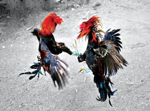 Chọi gà là trò chơi được yêu thích tại Việt Nam