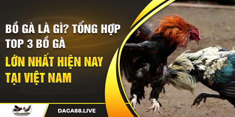 Bồ gà là gì? Tổng hợp top 3 bồ gà lớn nhất hiện nay tại Việt Nam