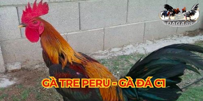 Gà tre Peru là những dũng sĩ trên các trường đấu gà 