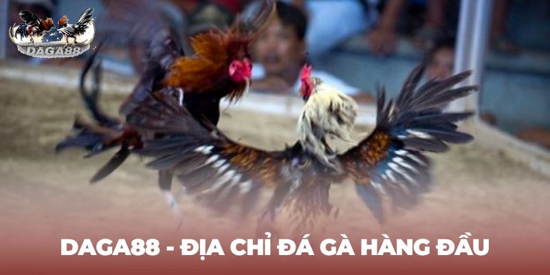 Địa chỉ đá gà hàng đầu tại Việt Nam - daga88