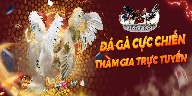 Giới thiệu Daga88 nhà cái đá gà trực tuyến siêu hot