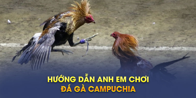Hướng dẫn anh em chơi đá gà Campuchia         