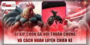 Bí Kíp Chọn Gà Nòi Daga88 Thuần Chủng Và Cách Huấn Luyện Chiến Kê