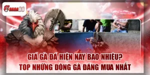 Giá Gà Đá Daga88 Hiện Nay Bao Nhiêu?Top Những Dòng Gà Đáng Mua Nhất