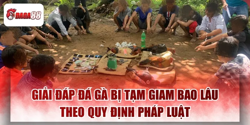 Giải Đáp Đá Gà Daga88 Bị Tạm Giam Bao Lâu Theo Quy Định Pháp Luật