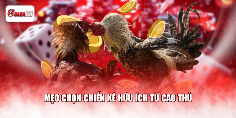 Mẹo chọn chiến kê hữu ích từ cao thủ