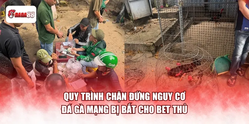 Quy trình chặn đứng nguy cơ đá gà mạng daga88 bị bắt cho bet thủ