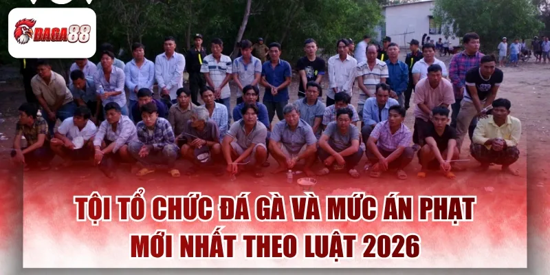 Tội Tổ Chức Đá Gà Daga88 Và Mức Án Phạt Mới Nhất Theo Luật 2026